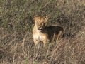 Toned image of a lonely lioness with a surprised expression muzzle against high grass in the Masai Mara National Park