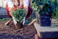 Toned image of a woman planting garden flowers in the garden in summer