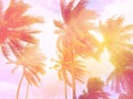 Toned palms background. Pink and violet tones