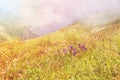 Toned panoramic view over the Carpatian mountains, and a big fog Royalty Free Stock Photo