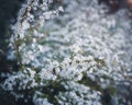 Toned photo arching branches stems carry Thunberg Spirea or Spiraea Thunbergii bush blossom, flurry of small white flowers appears Royalty Free Stock Photo