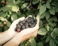 Toned photo Asian lady hands in full palms of fresh harvested ripe blackberries, abundant load of berry bush background, organic Royalty Free Stock Photo