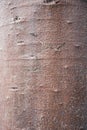 Toned photo bark of broad trunks medium baobab tree or Adansonia, deciduous of the hibiscus Malvaceae family, subfamily Royalty Free Stock Photo