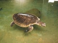 Toned photo of big turtle swimming in the ocean water tank at animal rescue center on Sri Lanka Royalty Free Stock Photo