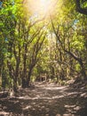 Toned image of bright sun shining through trees on the mountain hiking path at old forest Royalty Free Stock Photo