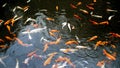 Toned photo of golden fishes and koi carps swimming in traditional japanese pond at garden Royalty Free Stock Photo