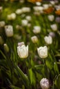 Field of tulips close-up with bokeh Royalty Free Stock Photo