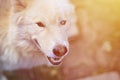 Toned portrait of the White Siberian Samoyed husky dog with heterochromia a phenomenon when the eyes have different colors in t Royalty Free Stock Photo