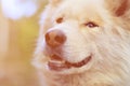 Toned portrait of the White Siberian Samoyed husky dog with heterochromia a phenomenon when the eyes have different colors in t Royalty Free Stock Photo