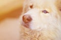 Toned portrait of the White Siberian Samoyed husky dog with heterochromia a phenomenon when the eyes have different colors in t Royalty Free Stock Photo