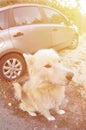 Toned portrait of the White Siberian Samoyed husky dog with heterochromia a phenomenon when the eyes have different colors in t Royalty Free Stock Photo