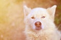 Toned portrait of the White Siberian Samoyed husky dog with heterochromia a phenomenon when the eyes have different colors in t Royalty Free Stock Photo