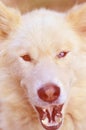 Toned portrait of the White Siberian Samoyed husky dog with heterochromia a phenomenon when the eyes have different colors in t Royalty Free Stock Photo