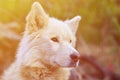 Toned portrait of the White Siberian Samoyed husky dog with heterochromia a phenomenon when the eyes have different colors in t Royalty Free Stock Photo