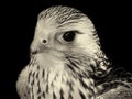 Toned sepia close up of a kestrel with face in semi profile Royalty Free Stock Photo