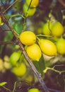 Toned shot of fresh ripe lemons growing on tree Royalty Free Stock Photo