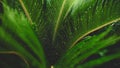 Toned shot of light rays shining through green tropical leaves in rainforest covered in dew and water droplets Royalty Free Stock Photo