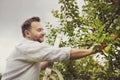 Toned shot of mature man picking apples in orchard. Person stands on a ladder near tree and reaching for an apple Royalty Free Stock Photo