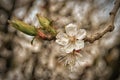Toned spring flowers tree branches with young flowers bokeh Royalty Free Stock Photo