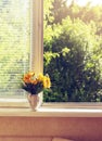 Toned Summer yellow flowers on widnow - sill Royalty Free Stock Photo