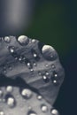 Toned vertical background in grey blue tones made of many water drops Royalty Free Stock Photo