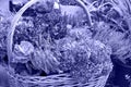 Toned with Very Peri color composition made of autumn tansy flowers in wicker basket. Harvest, fall. Garden design and