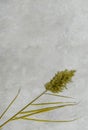 Toned yellow dried reed flower on gray concrete