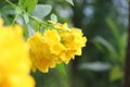 Tong Urai yellow flowers beautiful and bright color Royalty Free Stock Photo