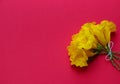 Tong urai yellow flowers bouquet put on red background Royalty Free Stock Photo