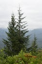 Tongass National Forest at the top of Hoonah Mountain in Icy Strait, Alaska