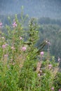 Tongass National Forest at the top of Hoonah Mountain in Icy Strait, Alaska