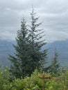 Tongass National Forest at the top of Hoonah Mountain in Icy Strait, Alaska