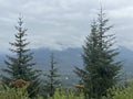 Tongass National Forest at the top of Hoonah Mountain in Icy Strait, Alaska