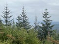 Tongass National Forest at the top of Hoonah Mountain in Icy Strait, Alaska