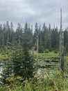 Tongass National Forest at the top of Hoonah Mountain in Icy Strait, Alaska