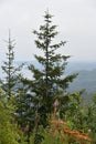 Tongass National Forest at the top of Hoonah Mountain in Icy Strait, Alaska