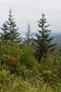 Tongass National Forest at the top of Hoonah Mountain in Icy Strait, Alaska