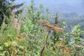 Tongass National Forest at the top of Hoonah Mountain in Icy Strait, Alaska