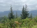 Tongass National Forest at the top of Hoonah Mountain in Icy Strait, Alaska