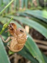 Tonggeret epidermis, crying is a term for all kinds of insects belonging to the suborder  order Homoptera that make loud noises Royalty Free Stock Photo