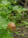 Tonggeret epidermis, crying is a term for all kinds of insects belonging to the suborder  order Homoptera that make loud noises Royalty Free Stock Photo