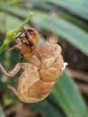 Tonggeret epidermis, crying is a term for all kinds of insects belonging to the suborder  order Homoptera that make loud noises Royalty Free Stock Photo