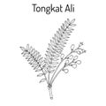 Tongkat Ali Eurycoma longifolia , or Pasak Bumi, medicinal plant. Royalty Free Stock Photo
