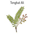 Tongkat Ali Eurycoma longifolia , or Pasak Bumi, medicinal plant.