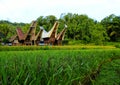 Tongkonan in Tana Toraja Indonesia