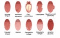 Tongue diseases illustration