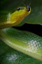 Tongue flicking green ratsnake Royalty Free Stock Photo