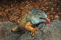 Tongue green iguana, Loro Park, Tenerife Island. Royalty Free Stock Photo