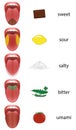 Tongue Map Taste Zones Tongue Royalty Free Stock Photo