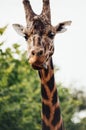 Tongue out! Royalty Free Stock Photo